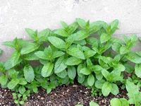 代表的なハーブ、ペパーミント